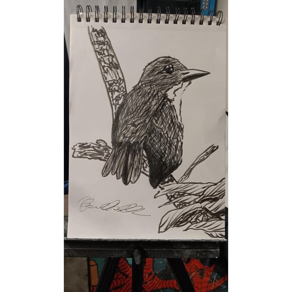 White Breasted Thrasher Bird St Lucia Endangered 9x12 Inch Original Ink Drawing - Picture 3 of 3